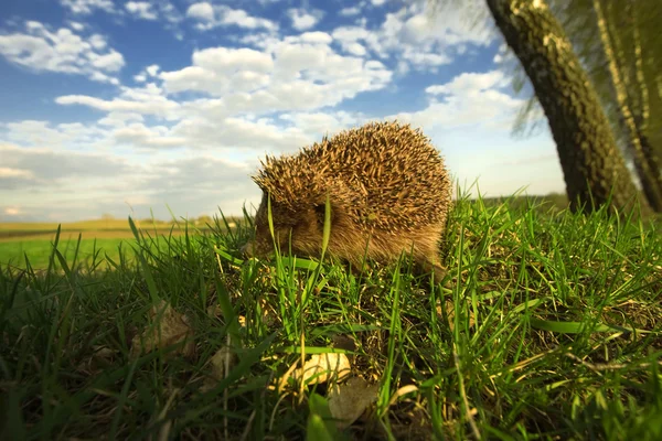 stock image Hedgehog in grass