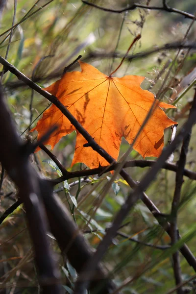 stock image Autumn leaf