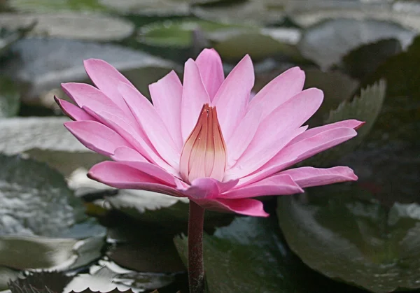 Floraison de fleur de lotus — Photo