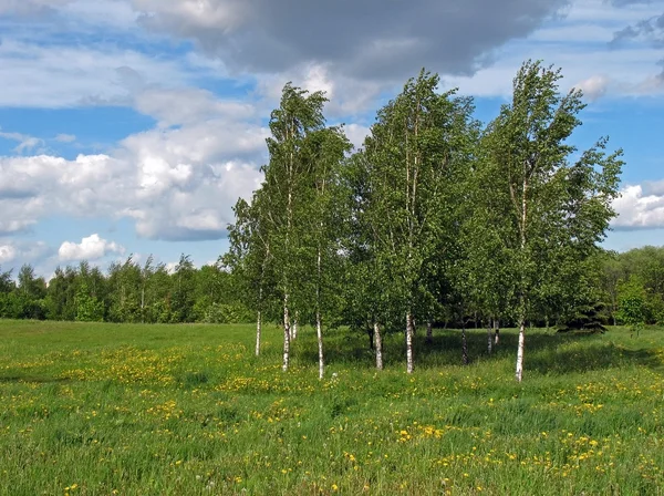 stock image Birches on a wind