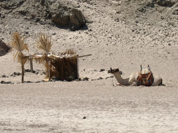 Верблюд и палатка в пустыне — стоковое фото
