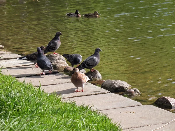 stock image Pigeons near water