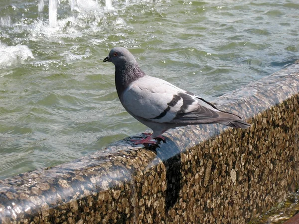 Taube in einem Brunnen Stockbild