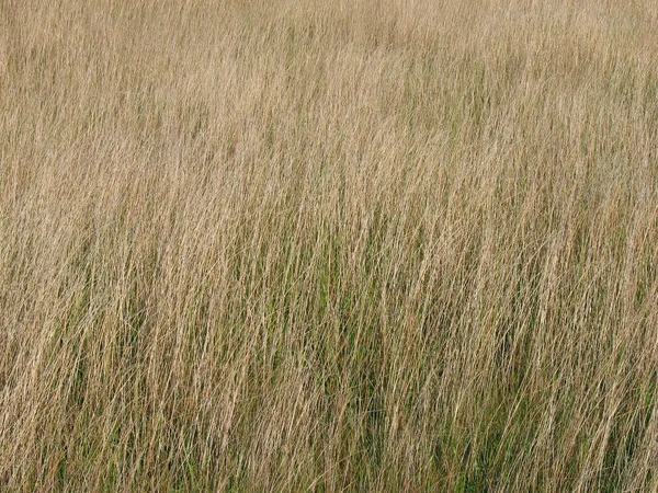 Gräs på fältet — Stockfoto