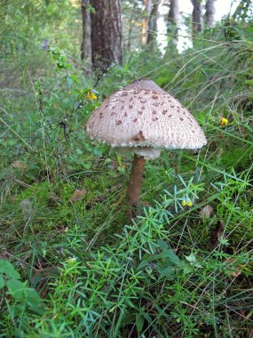 Macrolepiota procera