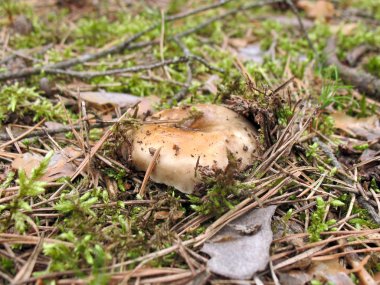 Russula nigricans