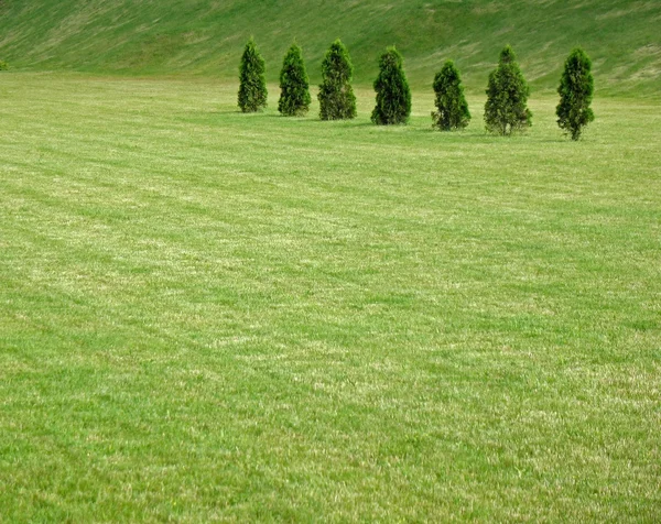 芝生をカットします。 — ストック写真