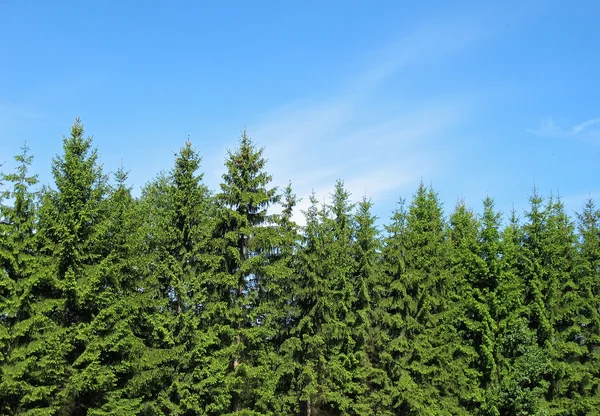 Cime di alberi da pelliccia — Foto Stock