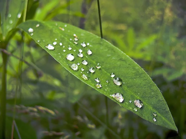 Stock image Dew drops on sheet