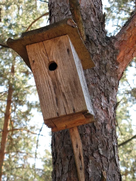 Starling casa en un pino — Foto de Stock
