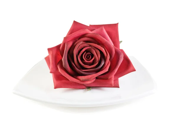 Belle rose sur plaque blanche — Photo