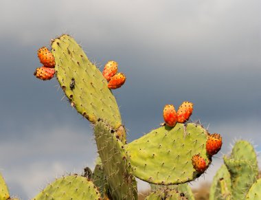 Sabras fruits of tzabar cactus clipart