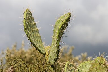 V-shaped leaves of zabar cactus clipart