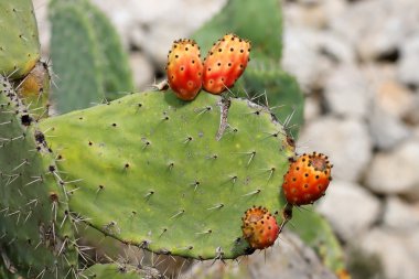 Fruits of tzabar cactus, or prickly pear clipart