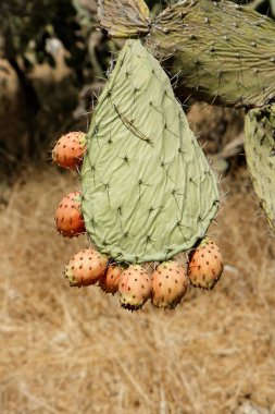 Fruits of tzabar cactus, or prickly pear clipart