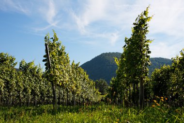 Vineyard rows in Austria clipart