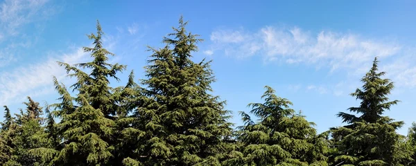 Treetops of fir-trees on cloudy sky back — Stock Photo, Image