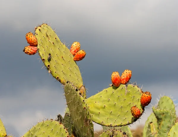 Sabras fruits of tzabar cactus — Stock Photo, Image