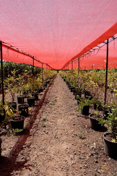 Berry bushes in pots under red net — 스톡 사진