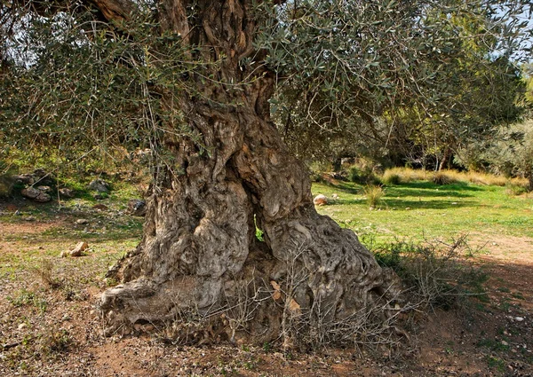 Zeytin ağacının budaklı ve bükülmüş gövde — Stok fotoğraf