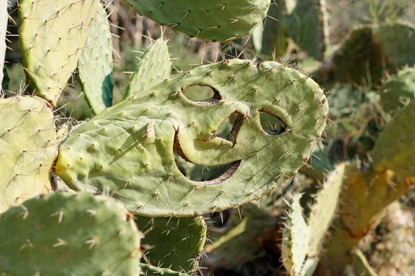 Smilende ansikt utskåret i kaktus – stockfoto