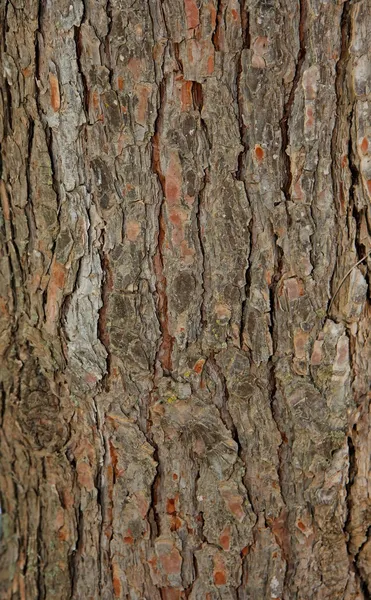Struttura della corteccia di pino — Foto Stock