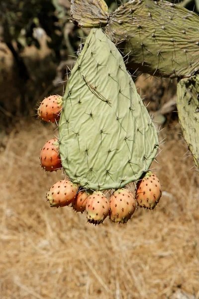 Fruits of tzabar cactus, or prickly pear — Stock Photo, Image