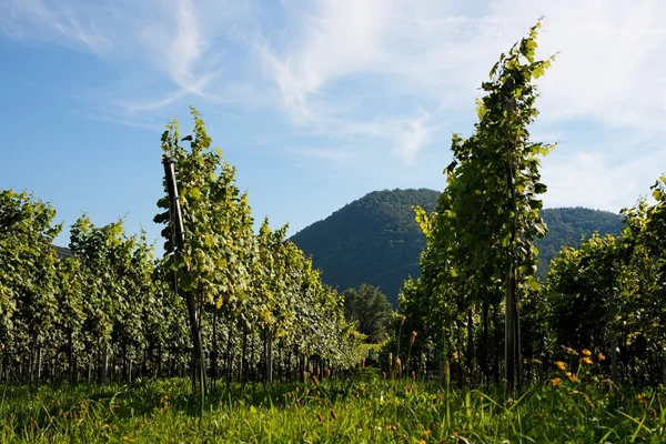 Wijngaard rijen in Oostenrijk — Stockfoto