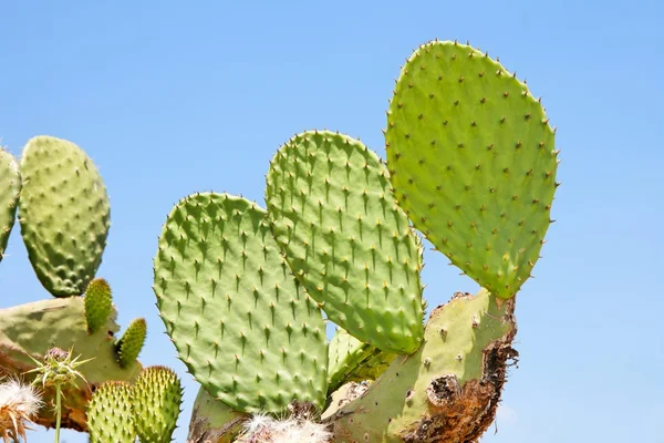 Tzabar-kaktus eller prikkete pærer – stockfoto