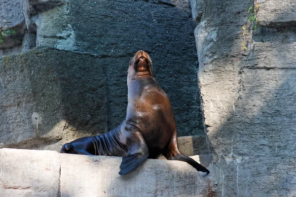 León marino sobre roca artificial en zoológico —  Fotos de Stock