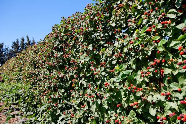 Cultivo de amora-preta em arbustos em summ — Fotografia de Stock