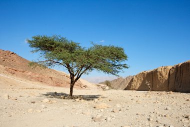 Acacia tree in the desert clipart