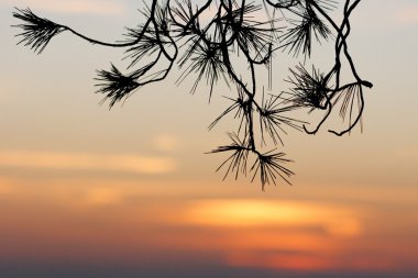Pine branches silhouette on sunset clipart