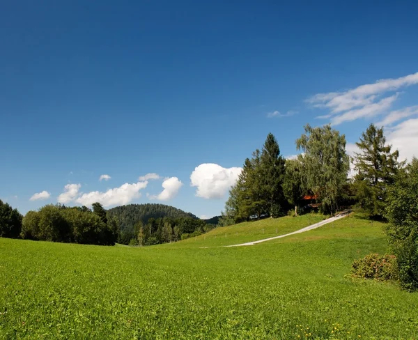 Prado alpino exuberante no dia de verão brilhante — Fotografia de Stock