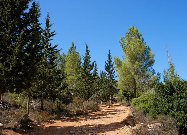 Trilha de caminhadas em bosques de pinheiros e ciprestes — Fotografia de Stock