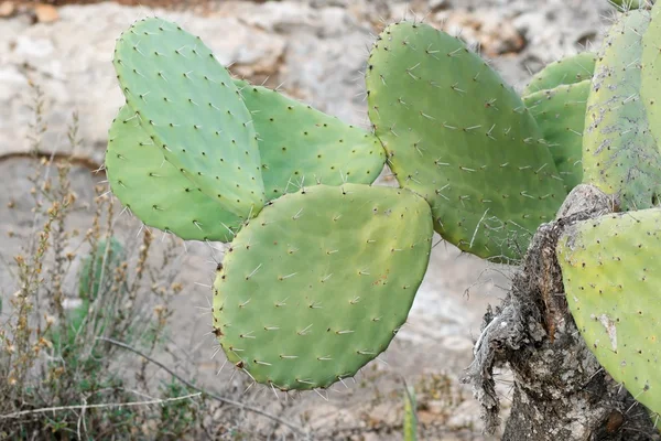 Tzabar cactus, or prickly pear — Stock Photo, Image