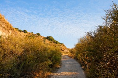 Sunset'teki çalıların arasında takip