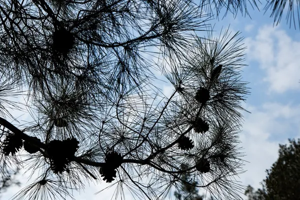 Pine grenar och kottar siluett — Stockfoto