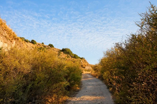 Stock image Track between bushes on sunset