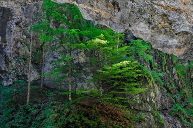 Pine trees cling to rock in canyon clipart