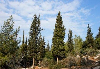 Mediterranean landscape with cypresses clipart