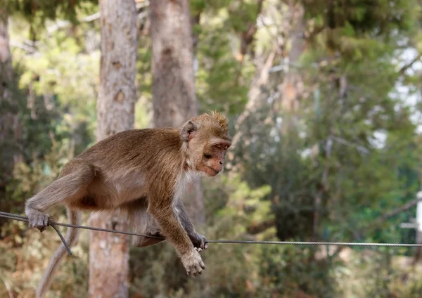 Scimmia che cammina con la corda — Foto Stock
