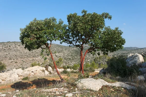 Arbutus drzewa na wzgórzu — Zdjęcie stockowe