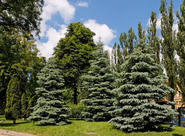 Fák, a park, a fényes nyári napon — Stock Fotó