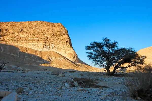 stock image Desert landscape at sunset