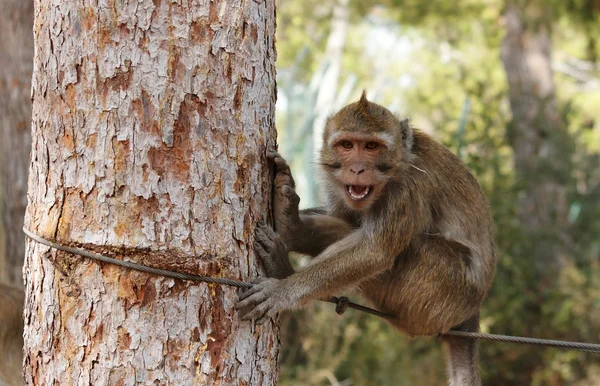 Pequeño mono sonriente sentado en la cuerda — Foto de Stock