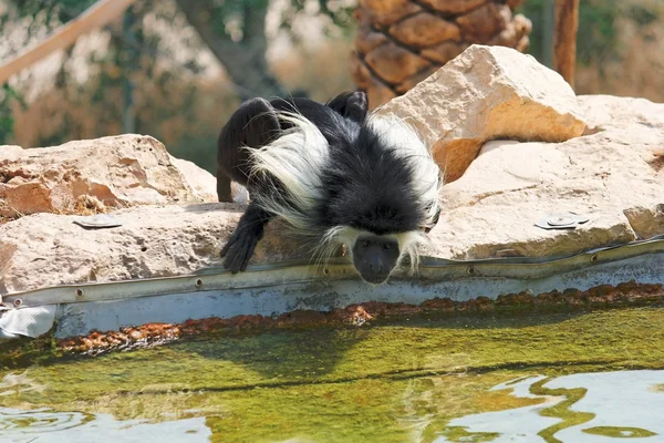 Чёрно-белая колобусная обезьяна — стоковое фото