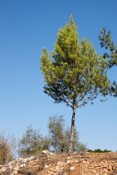 Kayalık tepenin üzerinde genç çam ağacı — Stok fotoğraf