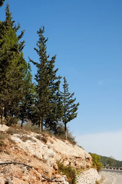 Кипарисы на скалистом холме в горах — стоковое фото