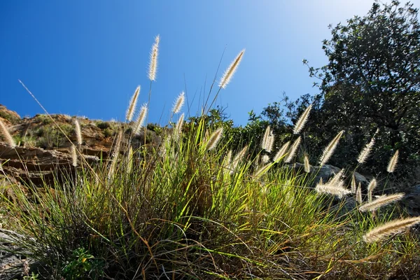 Cereais selvagens retroiluminados pelo sol — Fotografia de Stock